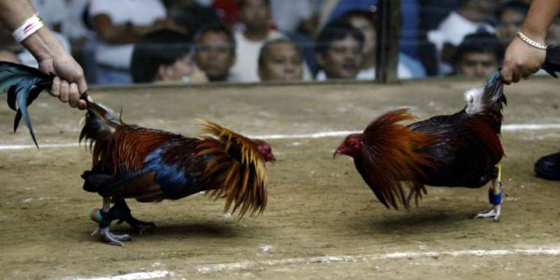 Chơi đá gà GO88 thắng cực dễ