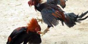 Cược gà đá uy tín GO88