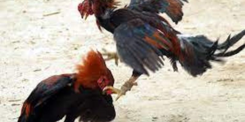 Cược gà đá uy tín GO88