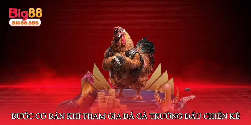 Những bước cơ bản khi tham gia đá gà trường đấu chiến kê