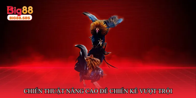 Chiến thuật nâng cao để chiến kê vượt trội