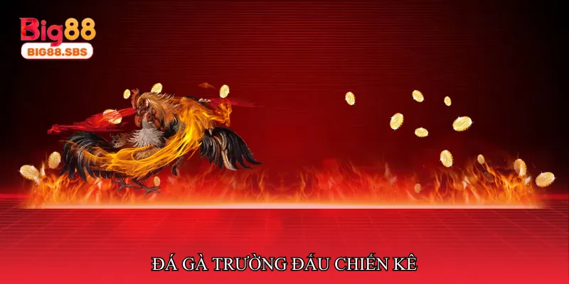 Đá gà trường đấu chiến kê