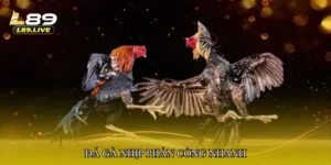 Đá gà nhịp phản công nhanh