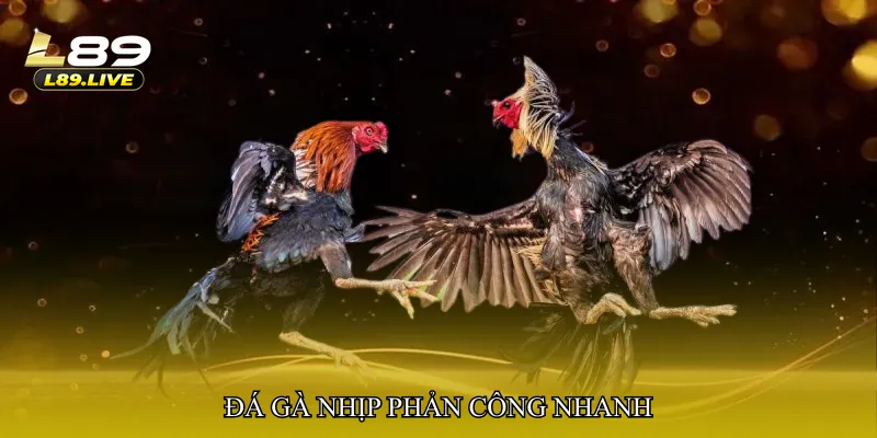 Đá gà nhịp phản công nhanh